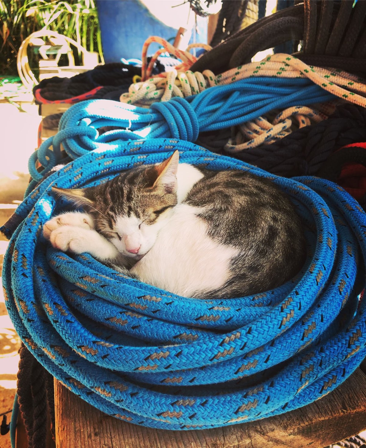 A white and tabby kitten asleep inside a coiled blue mooring rope on a sunlit deck